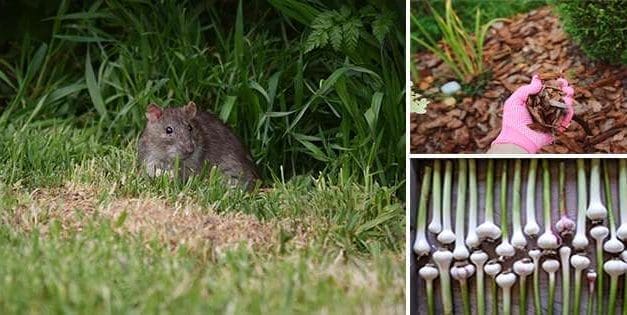 How You Can Keep Rodents Out Of Your Garden