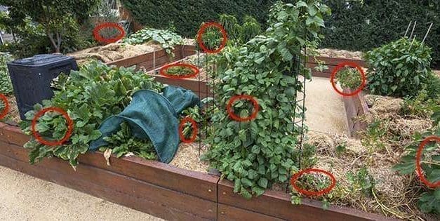 13 Plants That Thrive In Shade