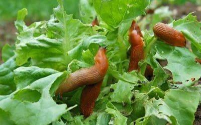 8 Best Natural Ways To Stop Slugs And Snails From Destroying Your Plants