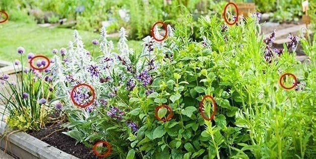 9 Best Plants That Naturally Repel Pests from Your Homestead