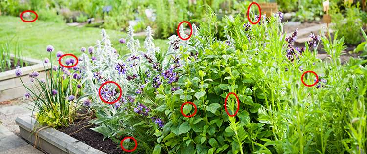 9 Best Plants That Naturally Repel Pests from Your Homestead