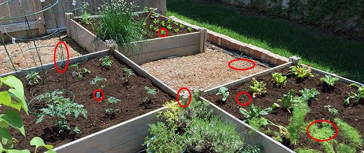 7 Common Raised Bed Mistakes Every Person Should Avoid