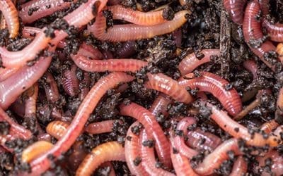 Earthworms