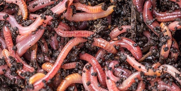 Earthworms