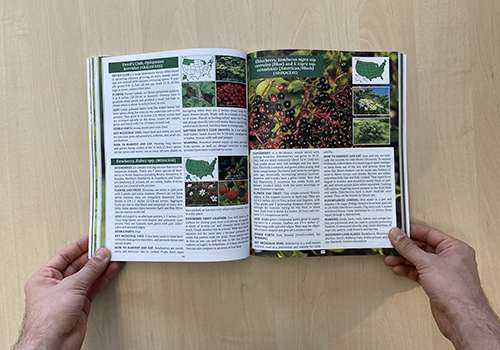 Forager’s Guide To Wild Foods internal view