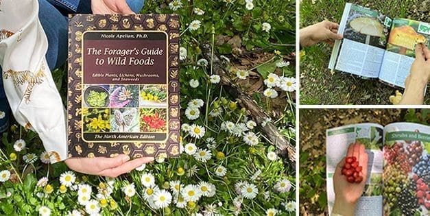 The Forager’s Guide To Wild Foods: Book Review