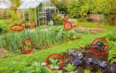 The Most Contaminated Vegetables You Should Look Out For