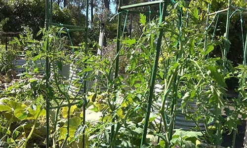 What happens when you bury a fish head under a tomato plant