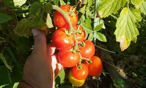 What happens when you bury a fish head under a tomato plant