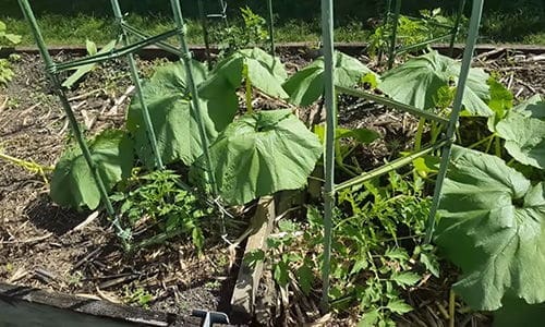 What happens when you bury a fish head under a tomato plant