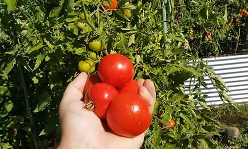 What happens when you bury a fish head under a tomato plant