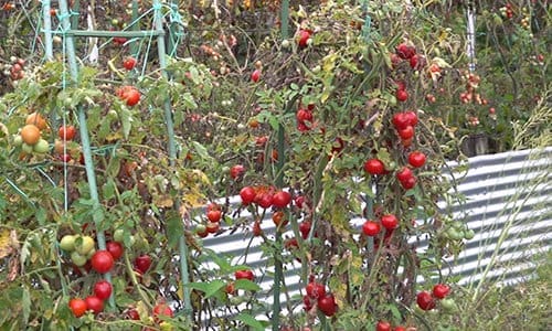 What happens when you bury a fish head under a tomato plant