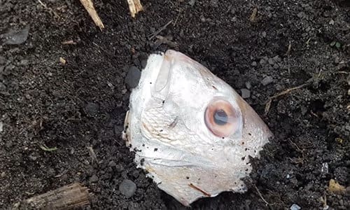 What happens when you bury a fish head under a tomato plant