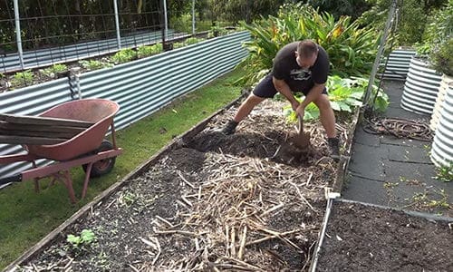 What happens when you bury a fish head under a tomato plant