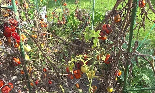 What happens when you bury a fish head under a tomato plant