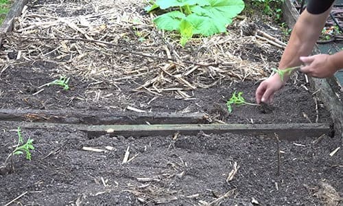 What happens when you bury a fish head under a tomato plant