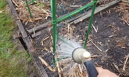 What happens when you bury a fish head under a tomato plant