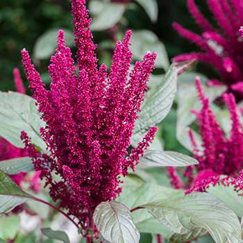 Survival garden crops - amaranth