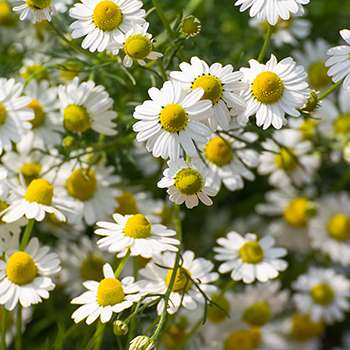 Survival garden crops - chamomile