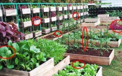 Best Crops For Your Survival Garden