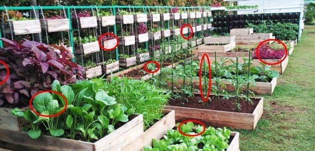 Best Crops For Your Survival Garden