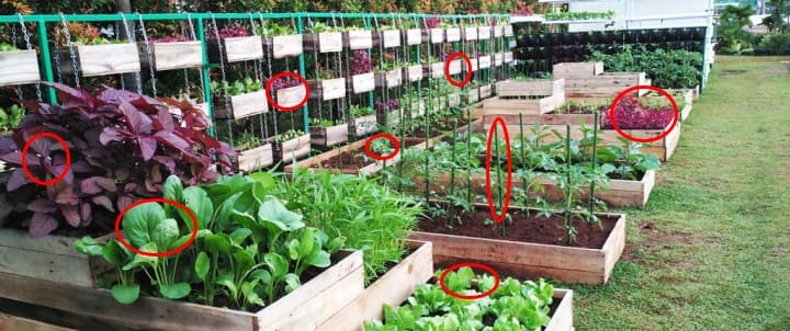 Best Crops For Your Survival Garden