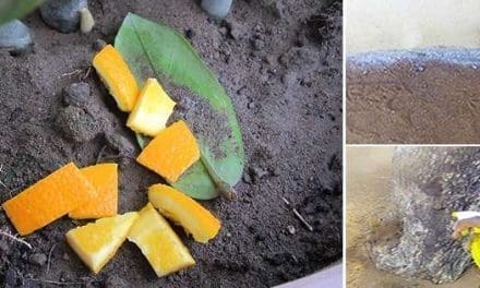 Cheap Ways To Get Rid Of Invasive Ants