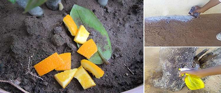 Cheap Ways To Get Rid Of Invasive Ants