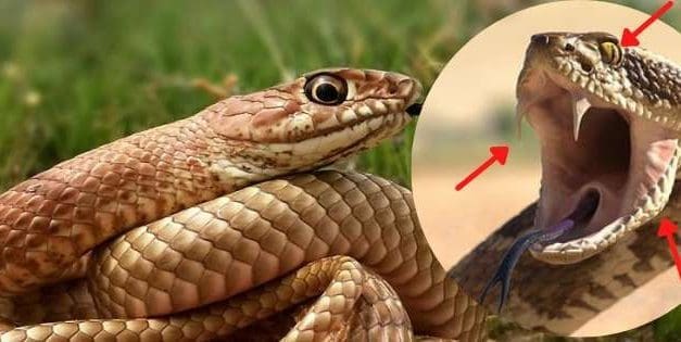 How To Identify The Venomous Snakes On Your Property