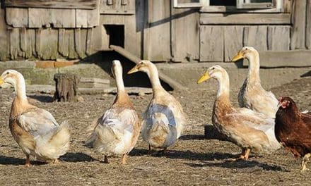 Why You Should Raise Ducks Instead Of Chickens