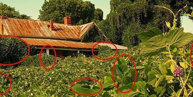 These Invasive Herbs Will Devastate Your Backyard