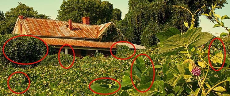 These Invasive Herbs Will Devastate Your Backyard