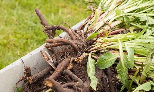 invasive herbs in backyard