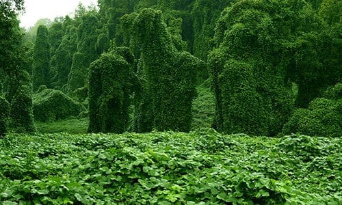 invasive herbs in backyard