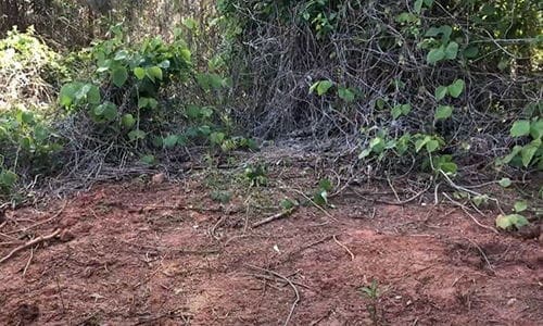 invasive herbs in backyard