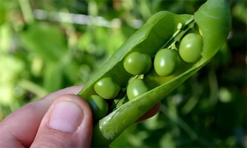 what happens if you ash your garden