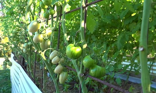 what happens if you ash your garden