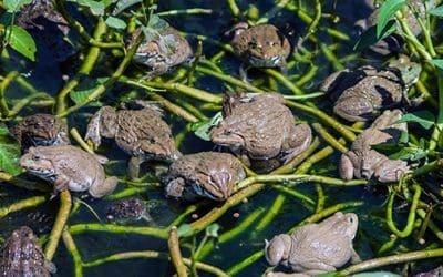 How To Attract Toads and Frogs to Your Garden (And Why You Should Do It)