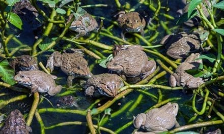 How To Attract Toads and Frogs to Your Garden (And Why You Should Do It)