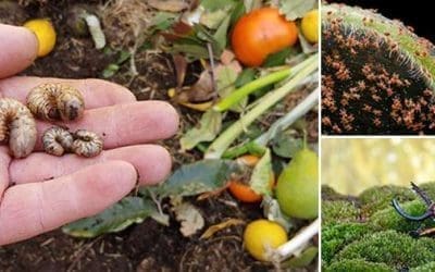 Most Threatening Insects You Should Keep Away From Your Garden