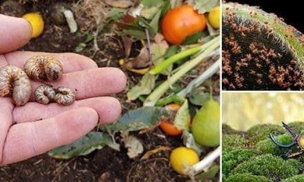 Most Threatening Insects You Should Keep Away From Your Garden