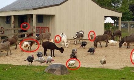 Livestock Animals You Should Start Raising For The Upcoming Economic Crisis