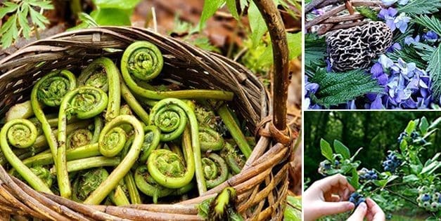Wild Edibles You Should Forage This Fall