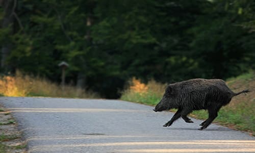 when you should eat a roadkill and when you should not