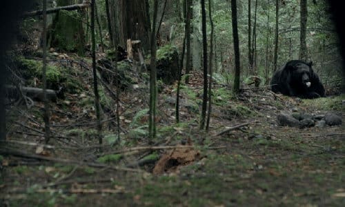 Backcountry homesteading movie