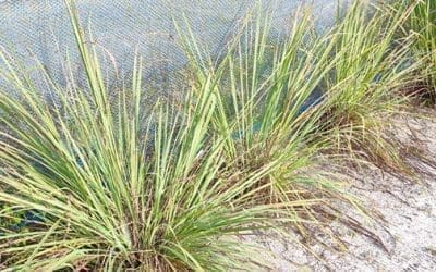 Do You Have This Plant In Your Backyard?