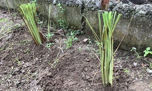 do you have lemongrass in your backyard