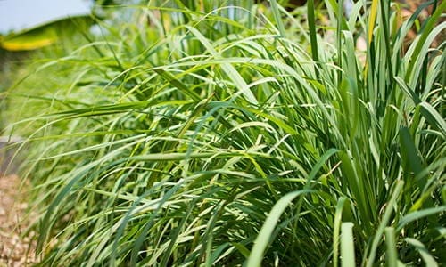 do you have lemongrass in your backyard