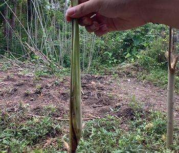 do you have lemongrass in your backyard