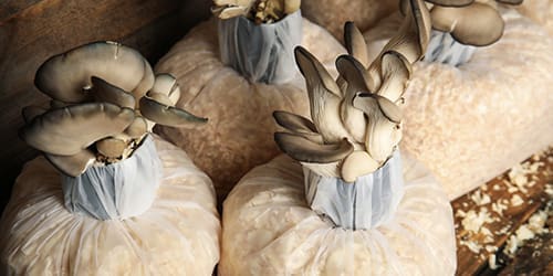 uses for sawdust - grow mushrooms